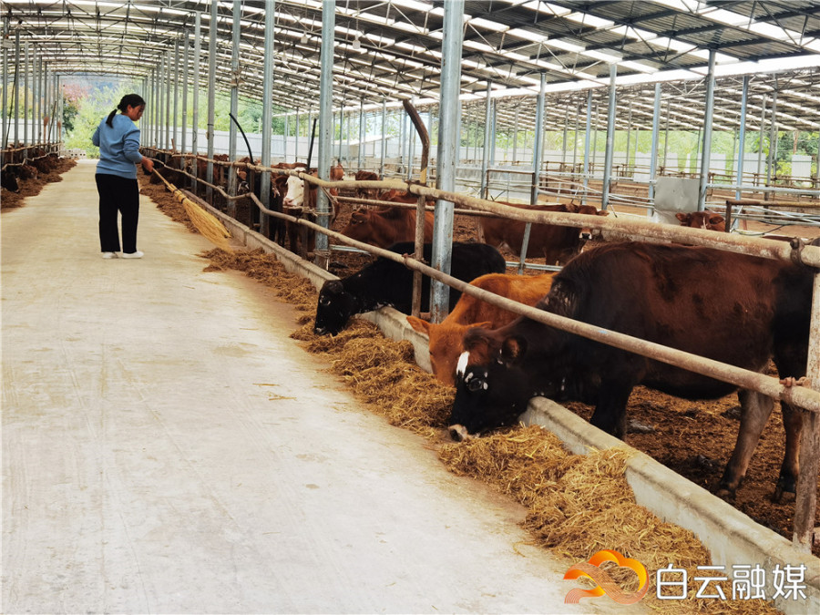 陈家湾养牛基地