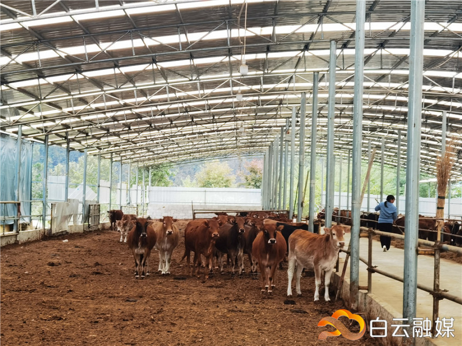 陈家湾养牛基地3