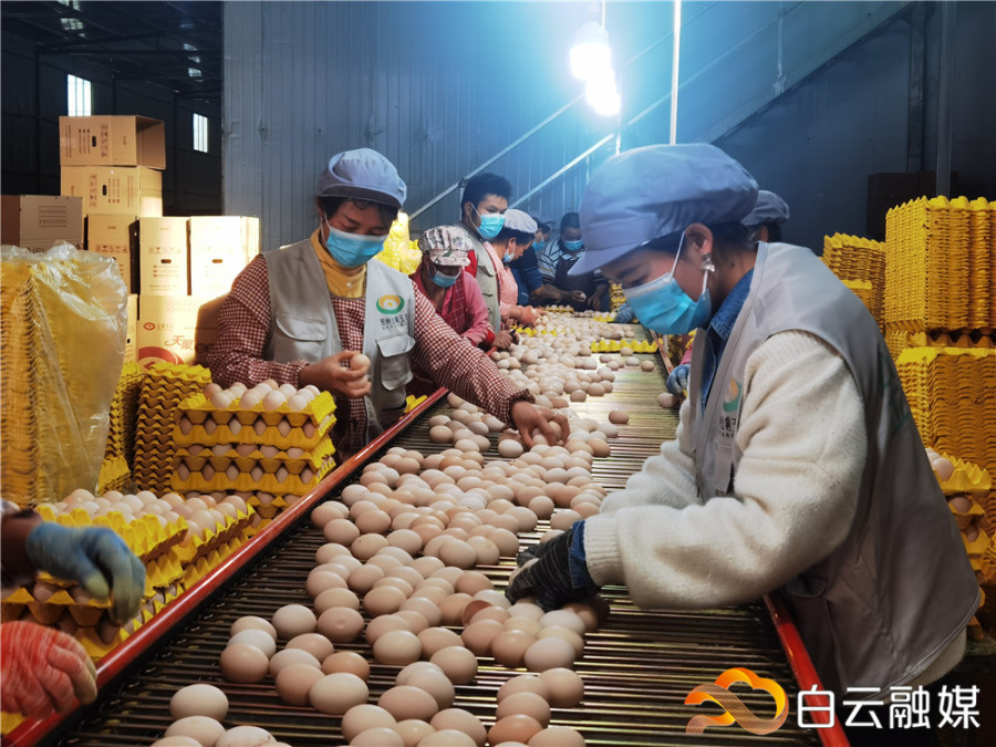 金源天溢蛋鸡养殖基地