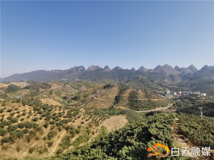 八烂村枇杷基地2