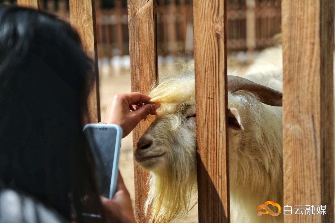 044A0247-01.jpeg 044A0247-01.jpeg