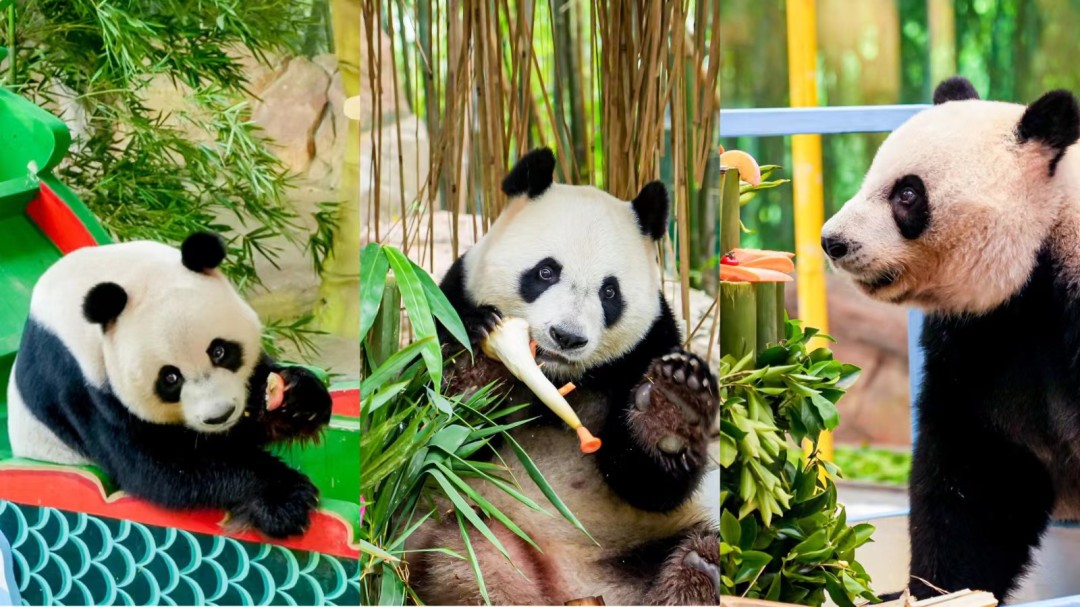 cf08dae8e4b804f42118b7efed5232a.jpg cf08dae8e4b804f42118b7efed5232a.jpg