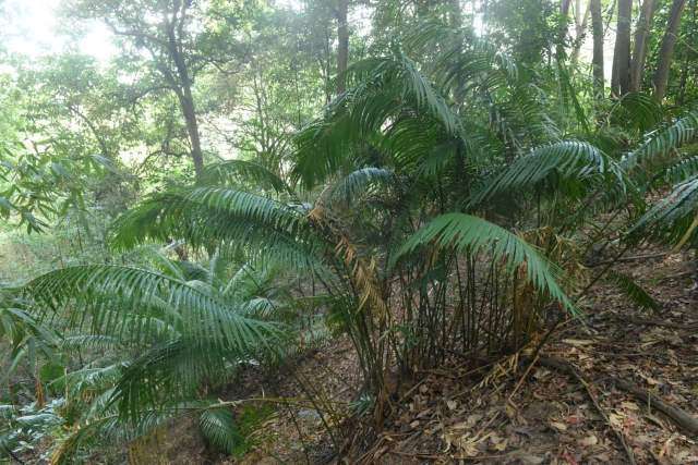 丹霞山野外分布的仙湖苏铁群落 （学名:Cycas szechuanensis）。侯荣丰 凡强 摄1