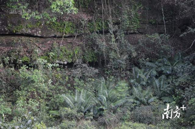 丹霞山野外分布的仙湖苏铁群落 （学名:Cycas szechuanensis）。侯荣丰 凡强 摄