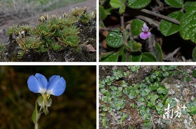 丹霞山新物种记录持续增加，拟建国家公园生态价值持续提升。