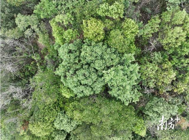丹霞山山顶树冠。孙中宇 摄