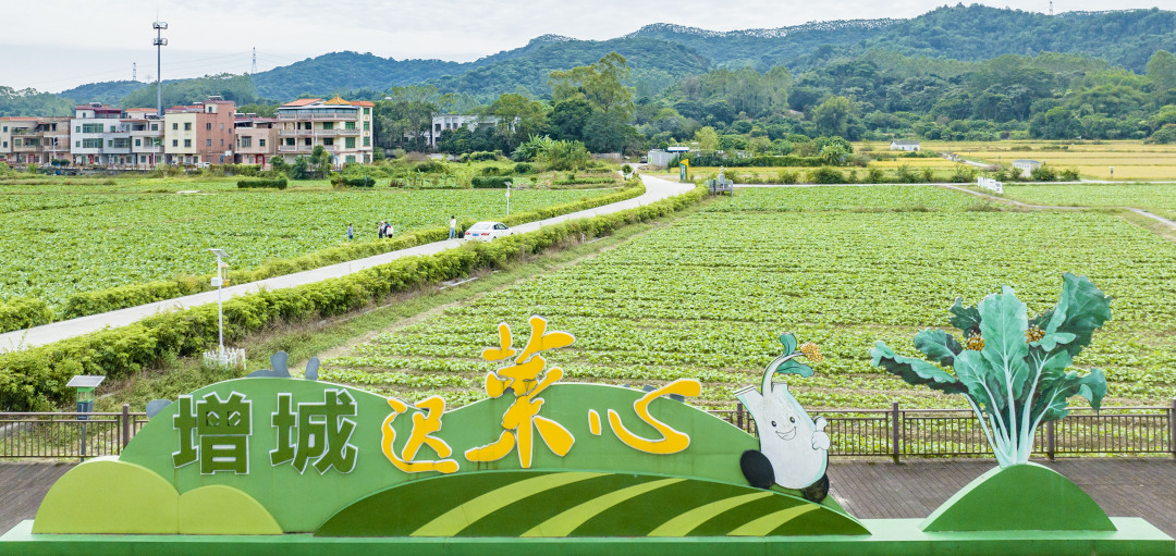 增城区迟菜心省级现代农业产业园。