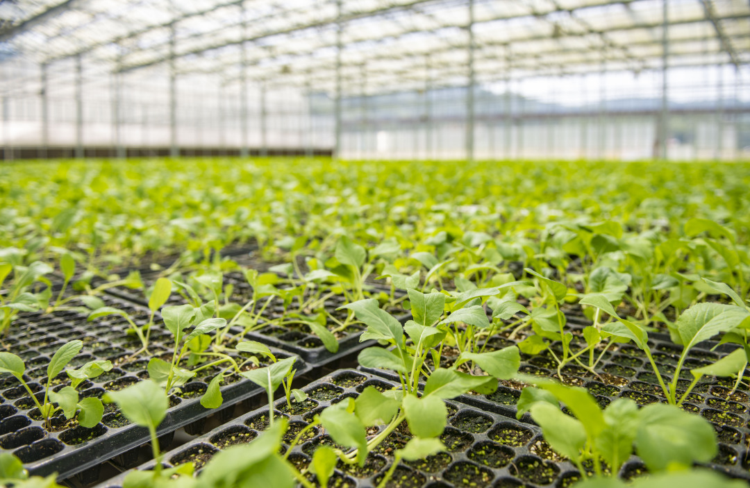 温室大棚中培育的迟菜心幼苗。