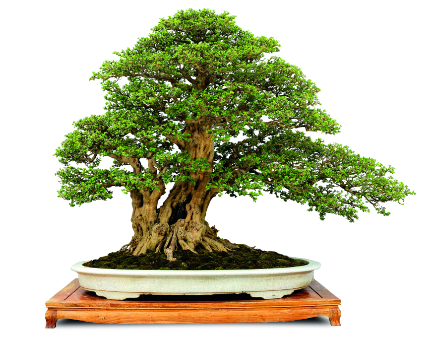 王月华-微信图片_20231211203949-FZ102811204605 王月华-微信图片_20231211203949-FZ102811204605