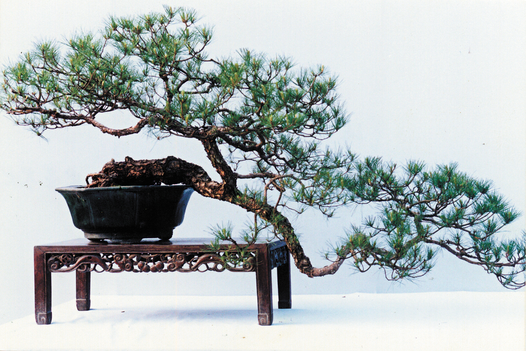 王月华-品种:山松 1999年粤穗港、澳、台、日-FZ102811189917