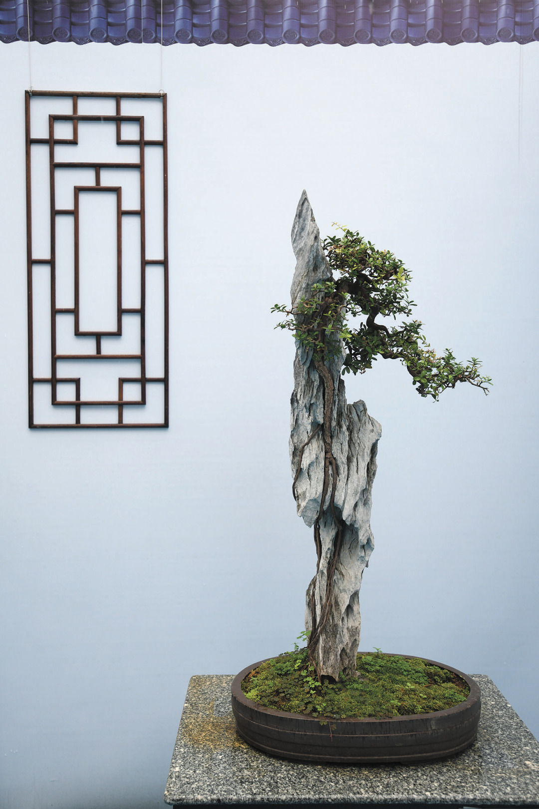 杨耀烨-园林博览会现场展出52件盆景作品-FZ102811189995