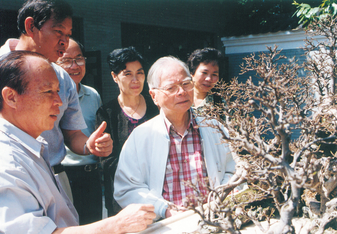 王月华-著名画家关山月等正在观赏一株百龄盆景树(-FZ102811189911