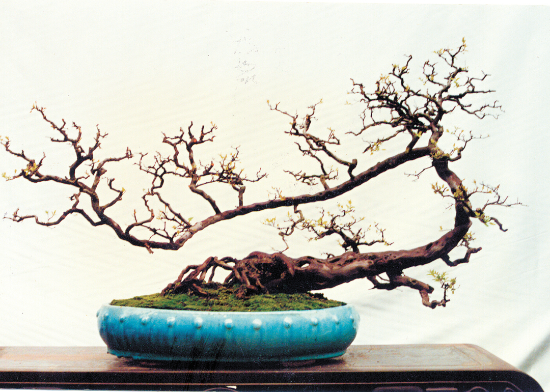 王月华-品种:雀梅 1997年在扬州市获第四届全-FZ102811189923