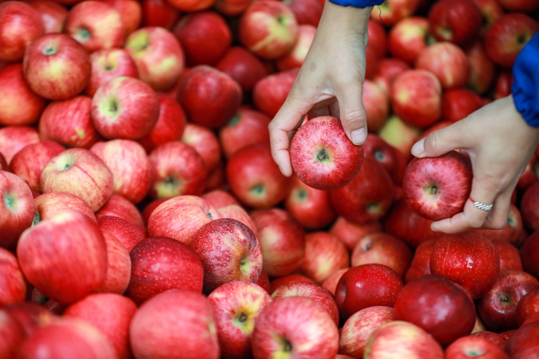 2023年10月10日,工人在贵州威宁产投生态果业有限公司分拣苹果。陈曦摄.jpg 2023年10月10日,工人在贵州威宁产投生态果业有限公司分拣苹果。陈曦摄.jpg