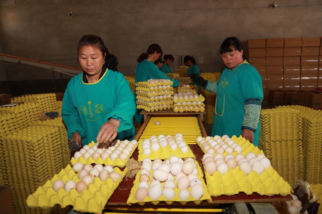 赫章县平山乡中寨社区,工人将鸡蛋装箱(韩贤普摄).JPG 赫章县平山乡中寨社区,工人将鸡蛋装箱(韩贤普摄).jpg