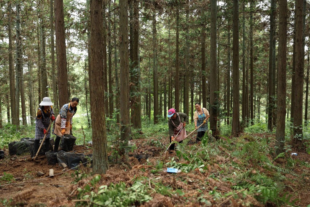 村民在贵州省毕节市赫章县平山镇平山林场种植林下天麻。王洋摄.jpg 村民在贵州省毕节市赫章县平山镇平山林场种植林下天麻。王洋摄.jpg