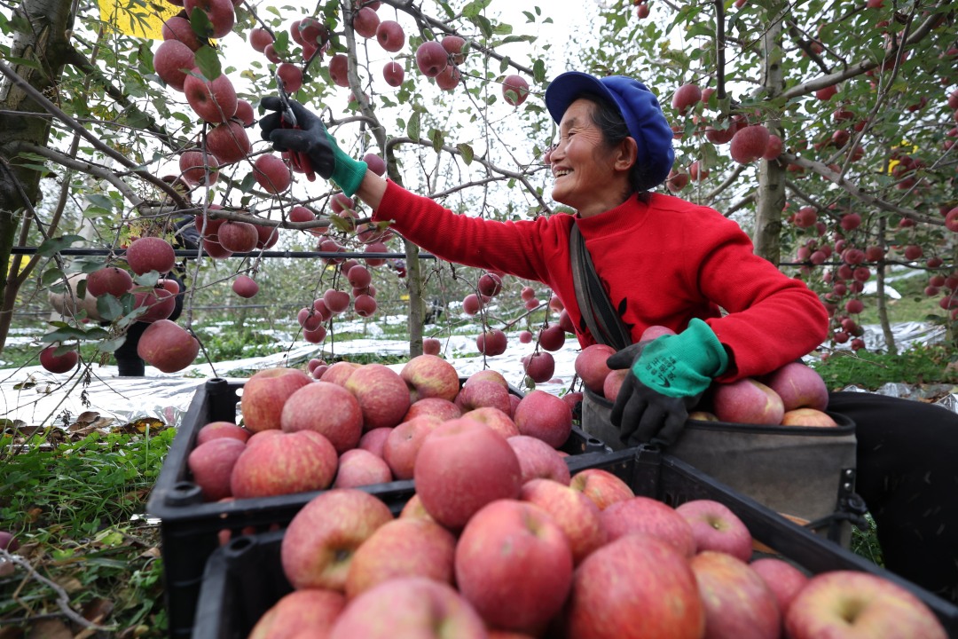 2023年11月18日,村民在贵州省威宁彝族回族苗族自治县杨华苹果种植基地里采摘“糖心苹果”。陈曦摄.jpg 2023年11月18日,村民在贵州省威宁彝族回族苗族自治县杨华苹果种植基地里采摘“糖心苹果”。陈曦摄.jpg
