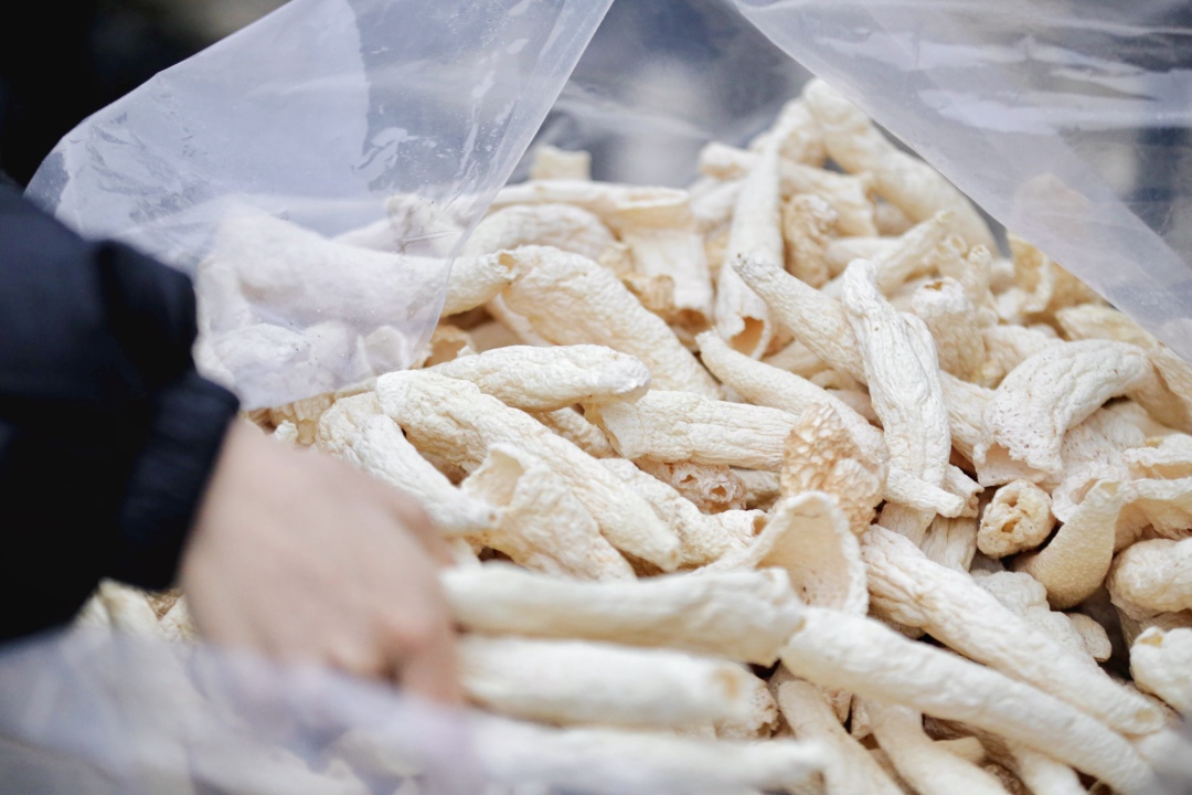 冬荪。高琦摄.jpg 冬荪。高琦摄.jpg