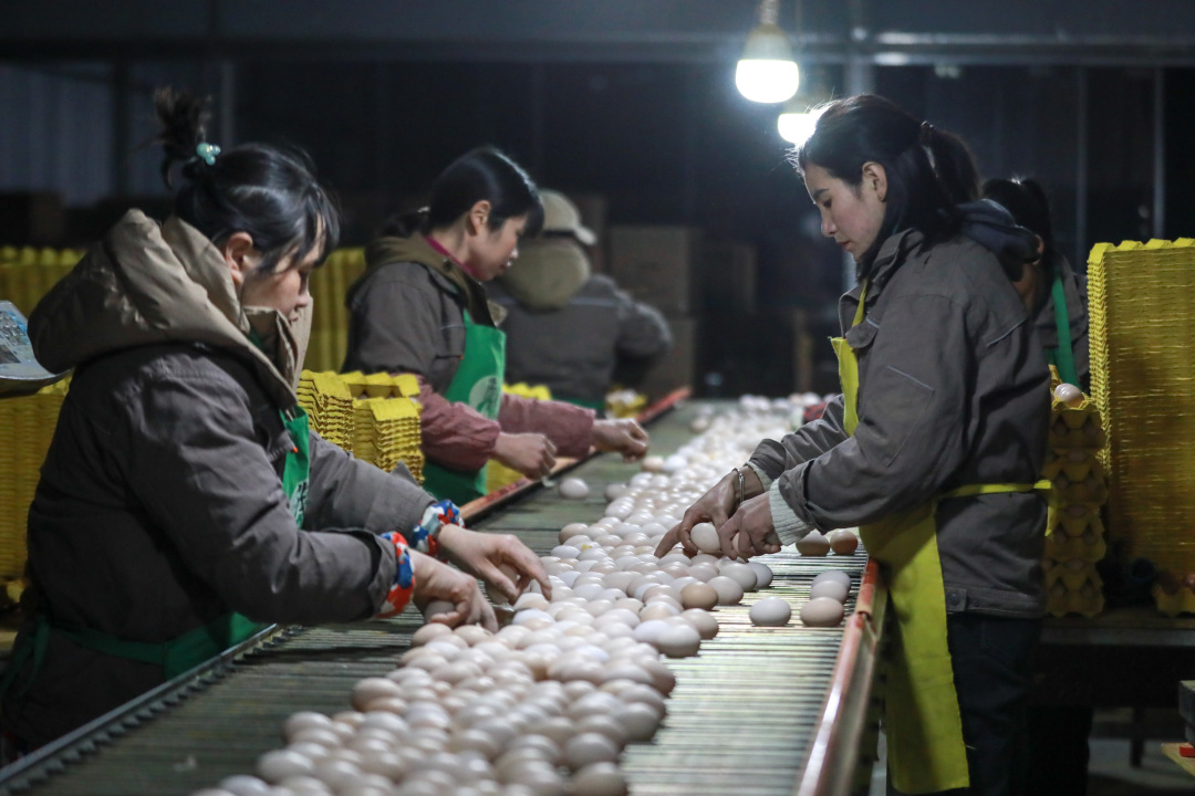 2023年2月22日,工作人员在贵州省毕节市七星关区撒拉溪镇毕节盛园蛋业有限公司鸡蛋包装车间分拣鸡蛋。陈曦摄.jpg 2023年2月22日,工作人员在贵州省毕节市七星关区撒拉溪镇毕节盛园蛋业有限公司鸡蛋包装车间分拣鸡蛋。陈曦摄.jpg