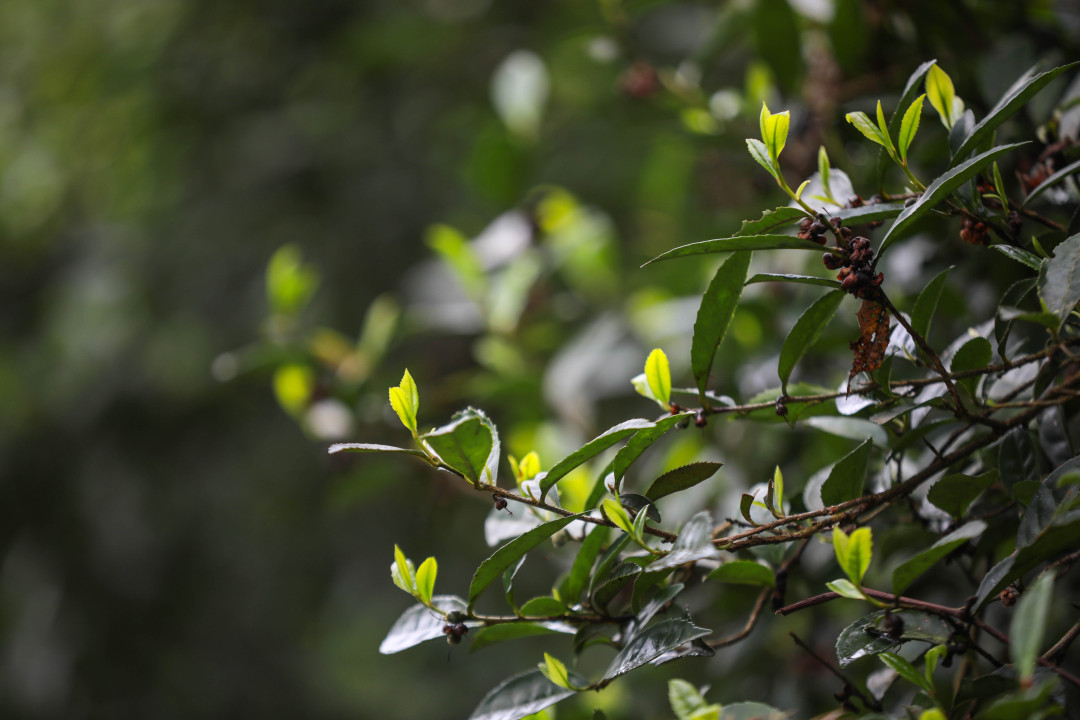 4月9日在贵州省毕节市七星关区亮岩镇太极村拍摄的古茶树。陈曦摄.jpg 4月9日在贵州省毕节市七星关区亮岩镇太极村拍摄的古茶树。陈曦摄.jpg