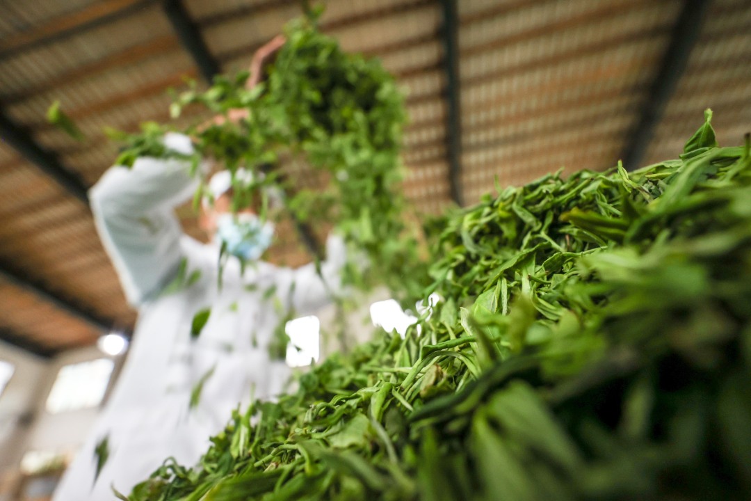4月9日,工人在贵州省毕节市七星关区亮岩镇太极村茶叶加工车间筛选茶青。陈曦摄.jpg 4月9日,工人在贵州省毕节市七星关区亮岩镇太极村茶叶加工车间筛选茶青。陈曦摄.jpg