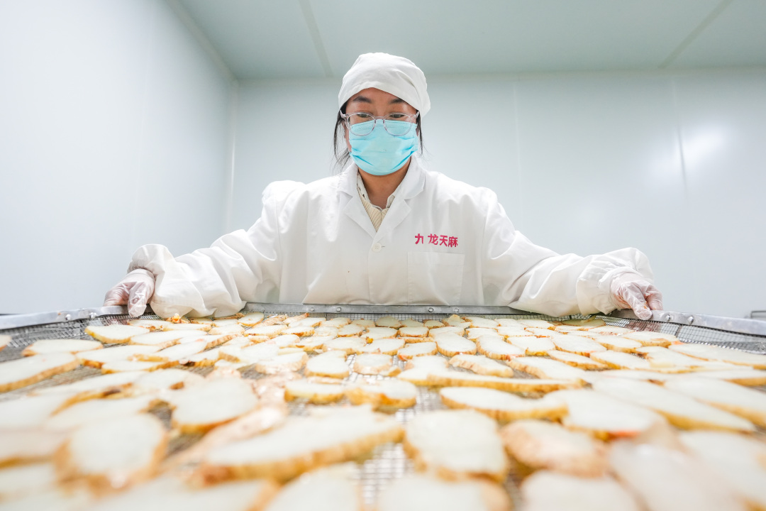 工人在加工天麻。王洋摄