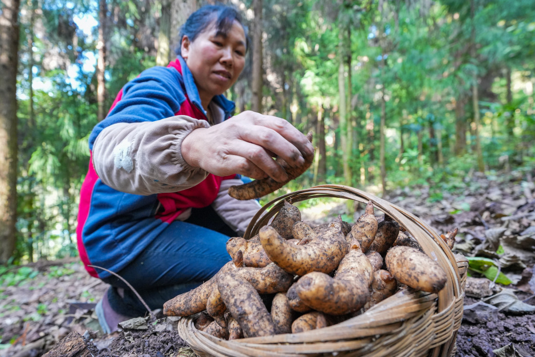 群众在采收天麻。王洋摄