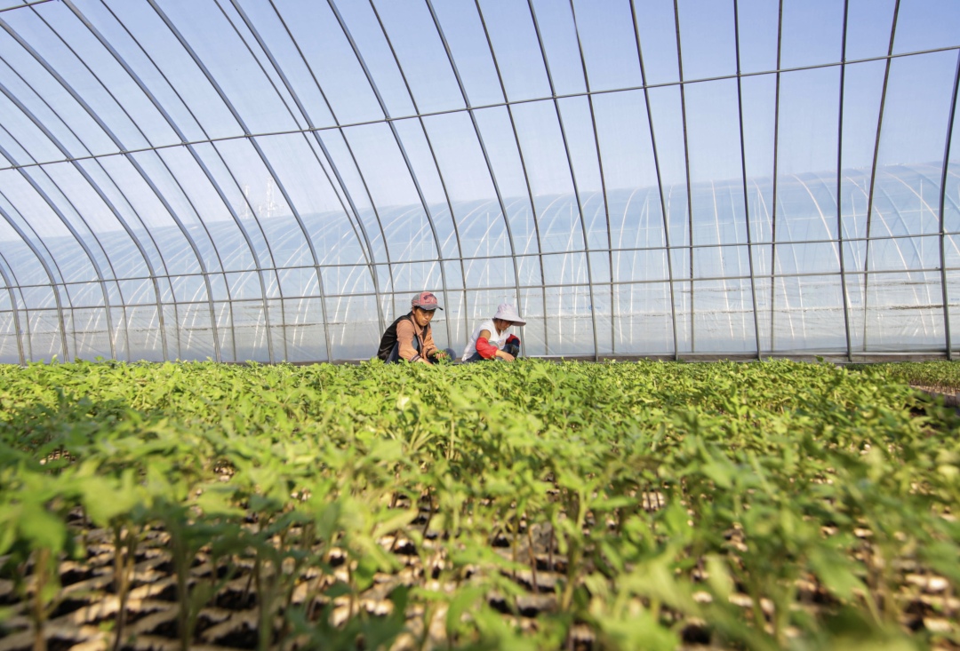 农户在威宁农业产业园管护番茄苗(高 琦 摄)