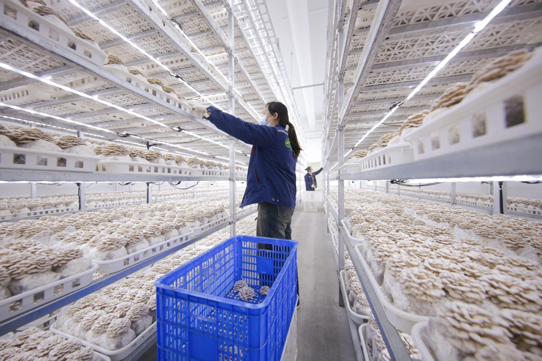 菌类产品生产线(高 琦 摄)