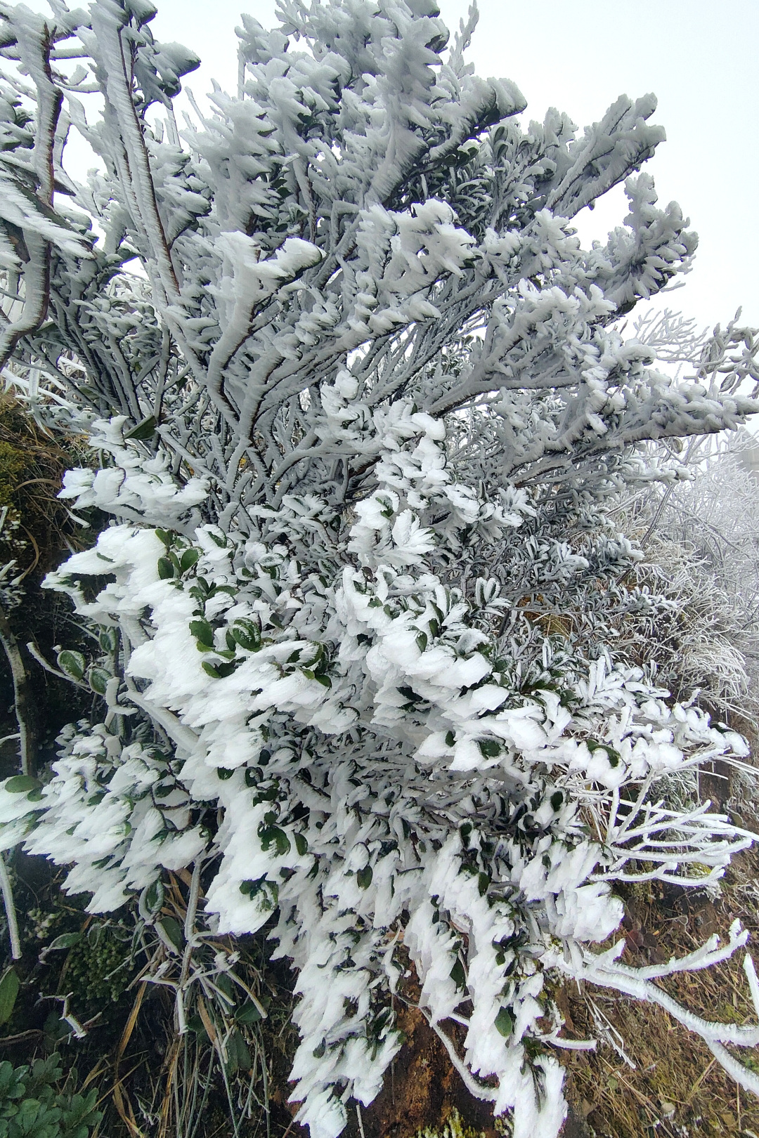 杨耀烨-2-NEP1_20231216_C00211232115.jpg 杨耀烨-2-NEP1_20231216_C00211232115.jpg