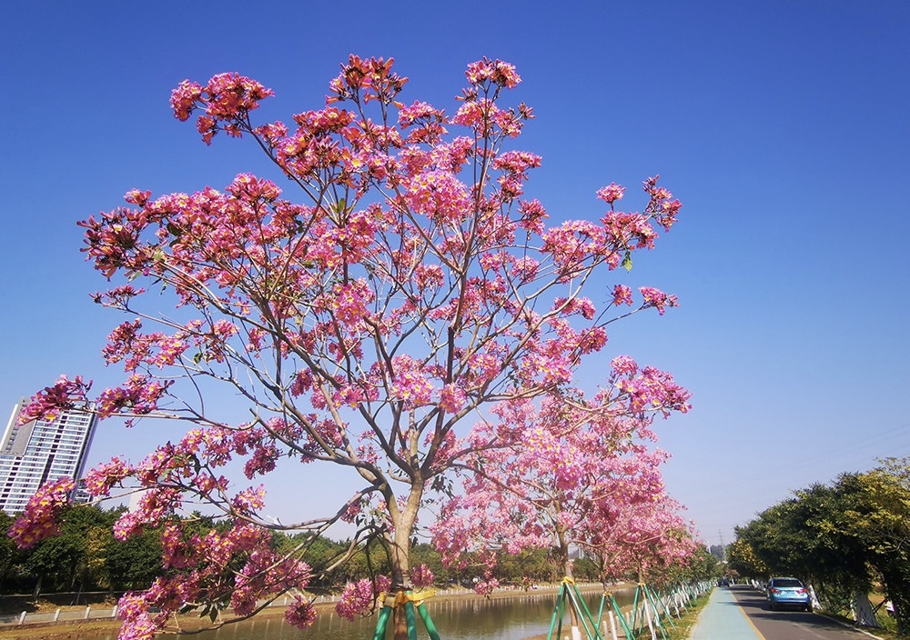 堆朱風　花卉 四照花，花开满树- flowering dogwood - Cornus kousa - YouTube