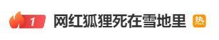 热搜第一!“网红狐狸死在雪地里”?景区回应 热搜第一!“网红狐狸死在雪地里”?景区回应