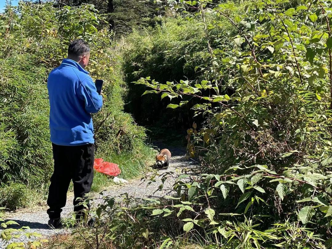 一只野生的“小熊猫”