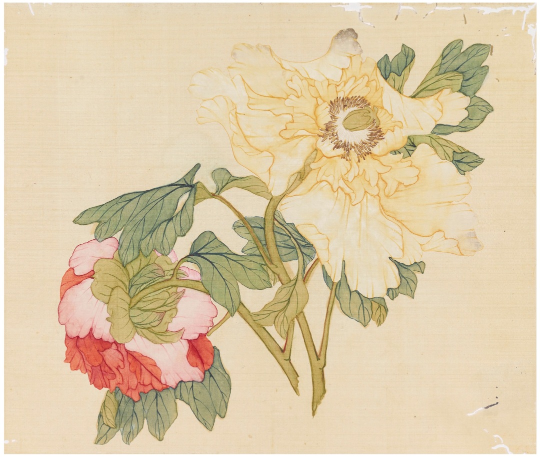 《淡彩花卉写生之一 》,纸本设色,27cm×32.5cm,1959—1962 年,广州美术学院美术馆藏