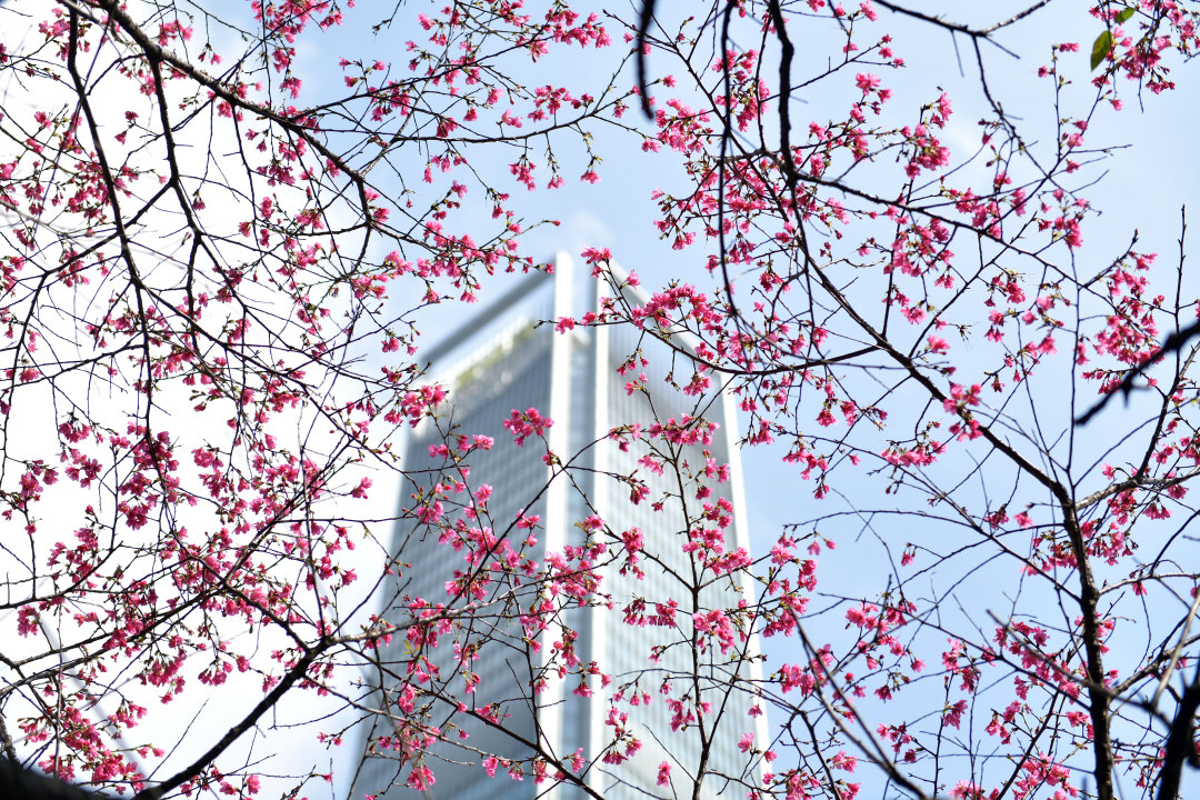 杨耀烨-YYY_9046-NEP1_20240204_C00411495433