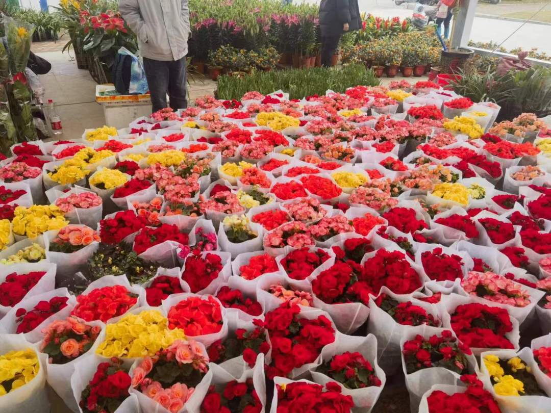 董业衡-花都花市1-NEP1_20240213_C00411535554