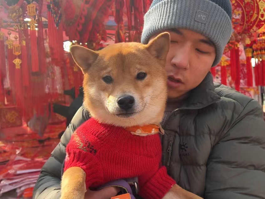 阿梦的爱人肖然带着返乡柴犬逛年货