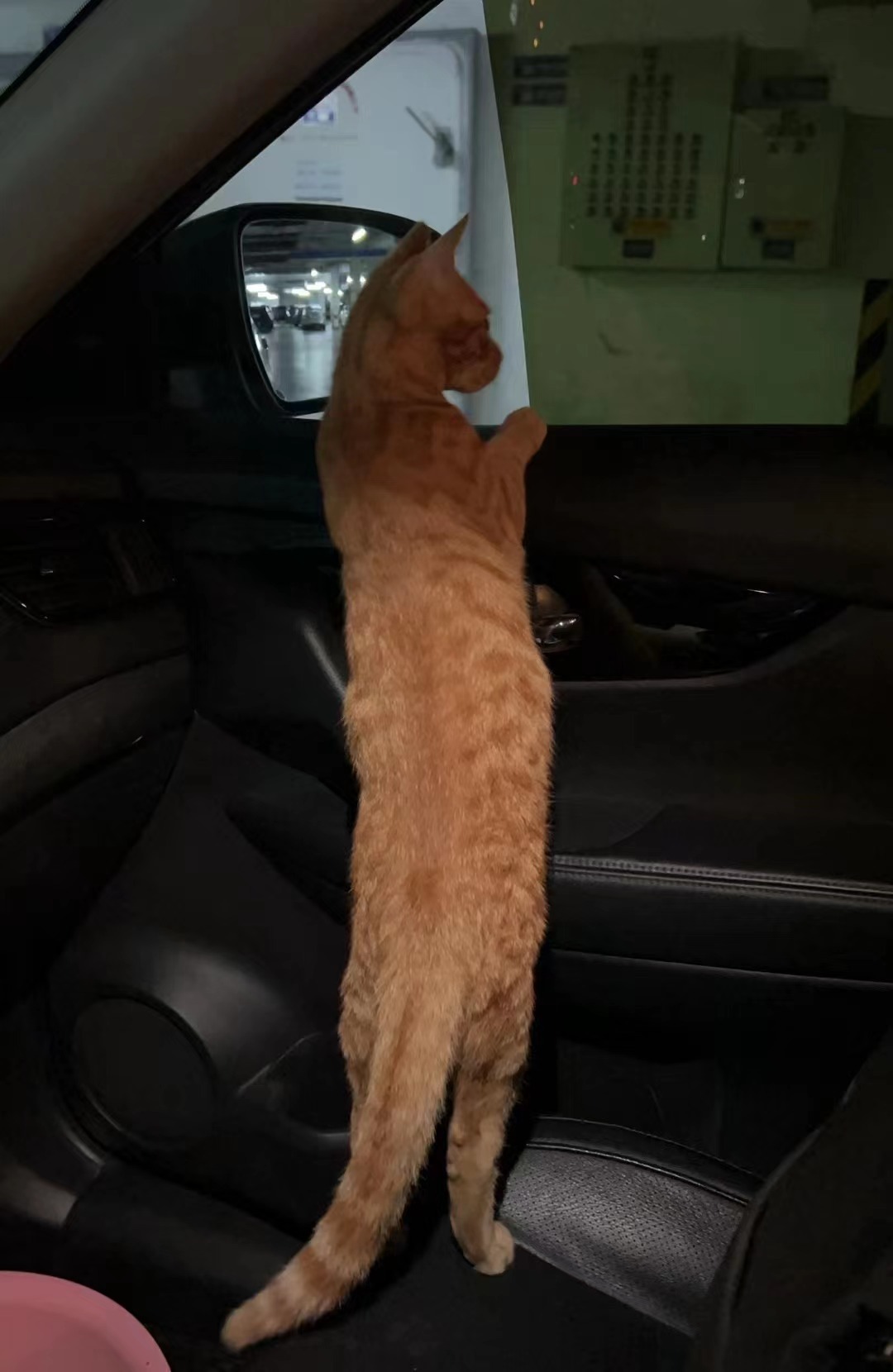 停车时,猫猫趴在车窗上看向外面