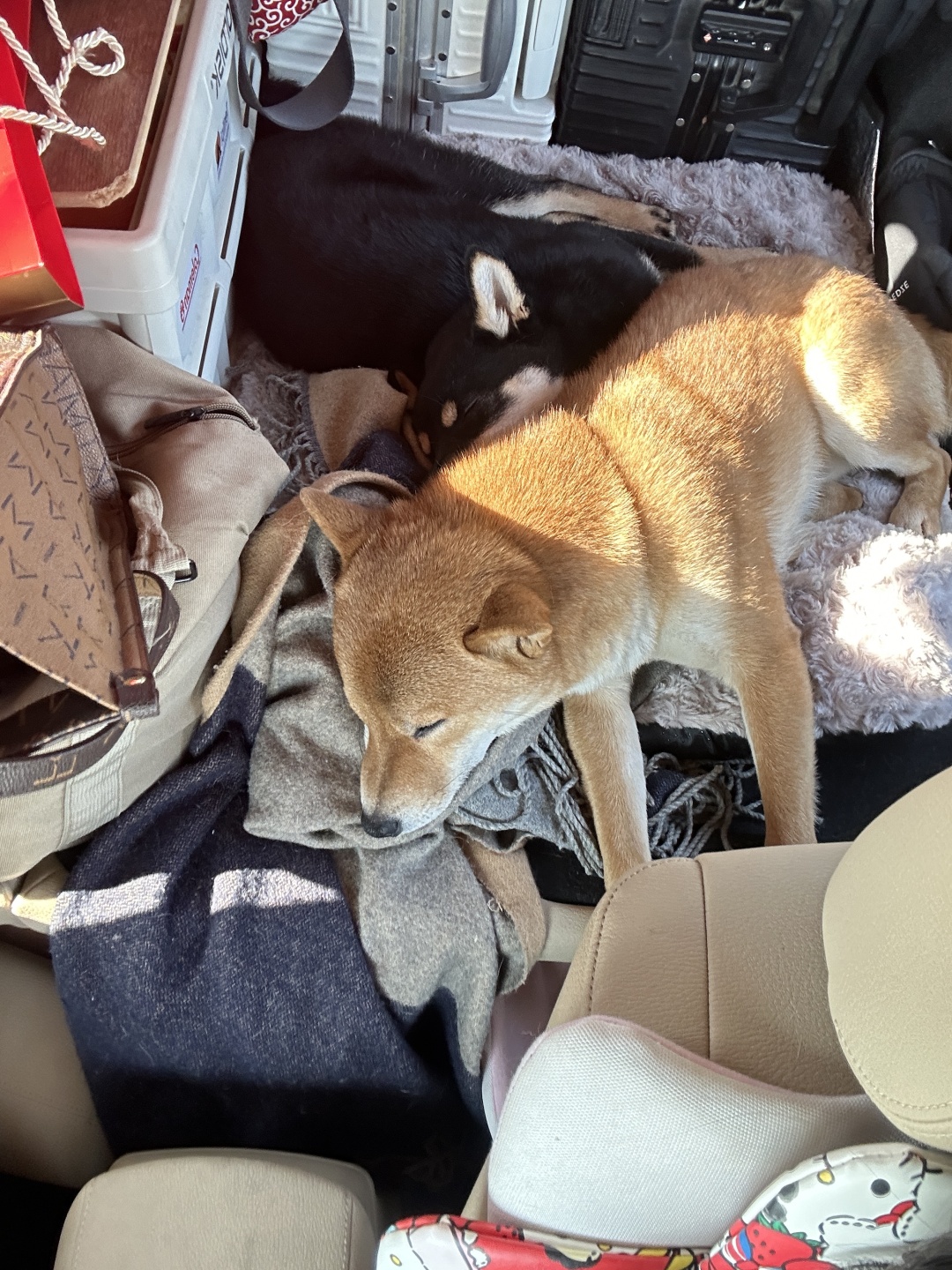 阿梦带着两只柴犬自驾返乡