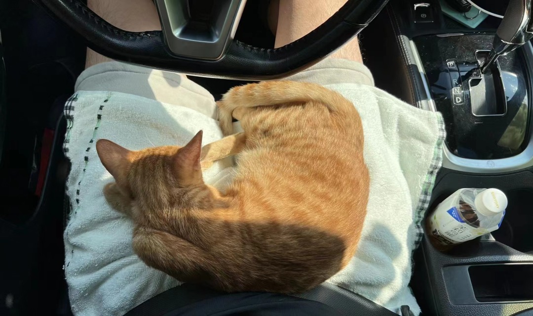 停车休息时,猫猫趴在小叶的腿上晒太阳