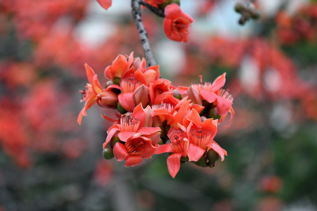 杨耀烨-YYY_3432-NEP1_20240229_C00411612222