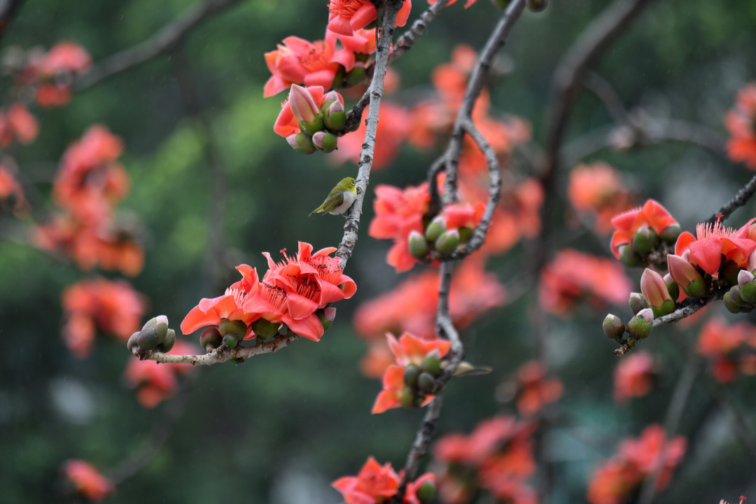 杨耀烨-YYY_3445-NEP1_20240229_C00411612227