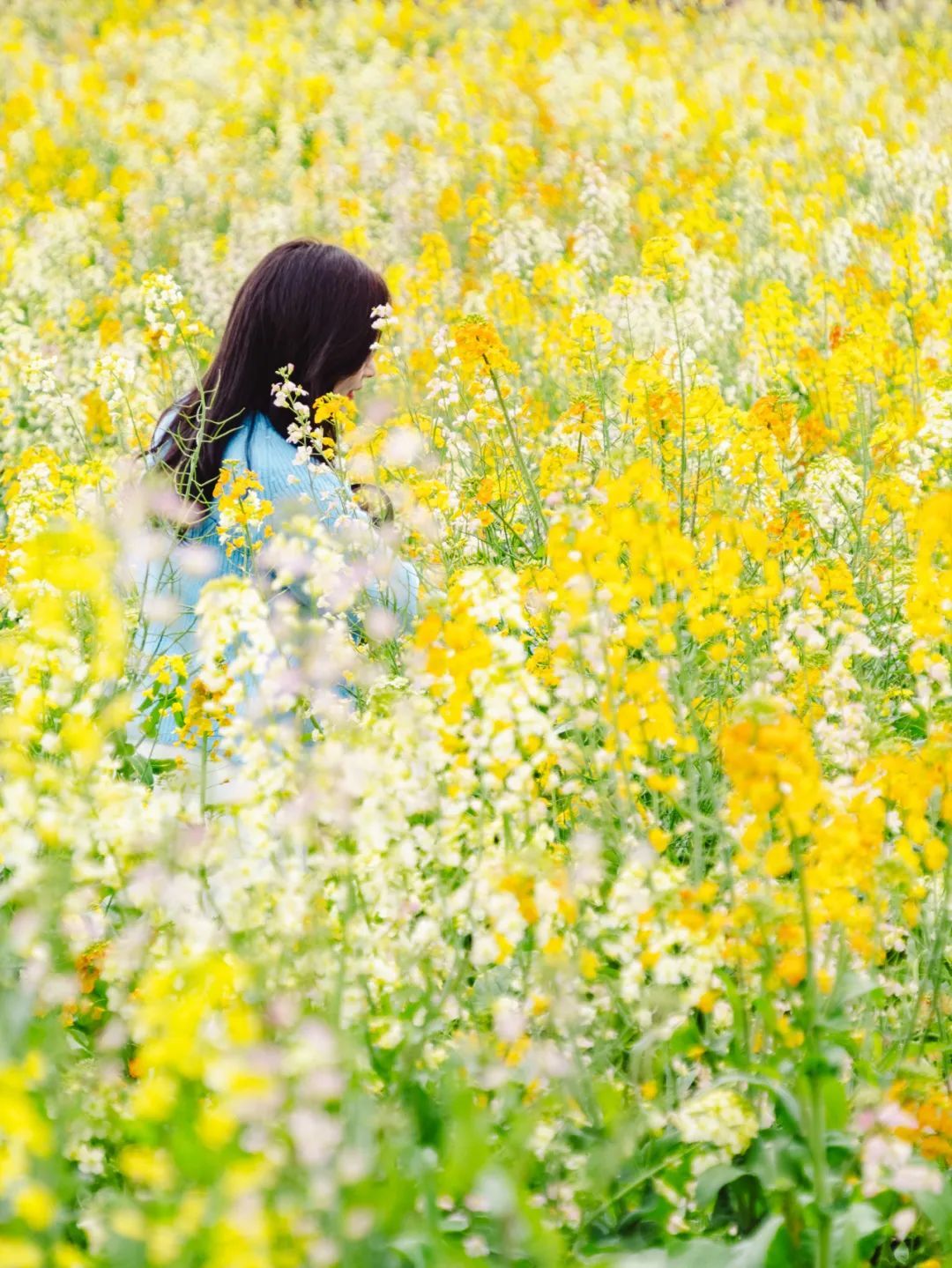 菜花黄名子 菜花黄名子---闪电十一人- 1.1 | image created by q7z1a4a6 | 吐司tusi.cn