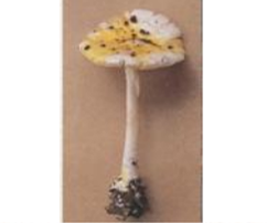 ▲黄盖鹅膏白色变种1