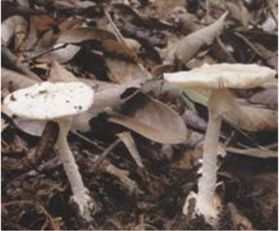 ▲黄盖鹅膏白色变种2