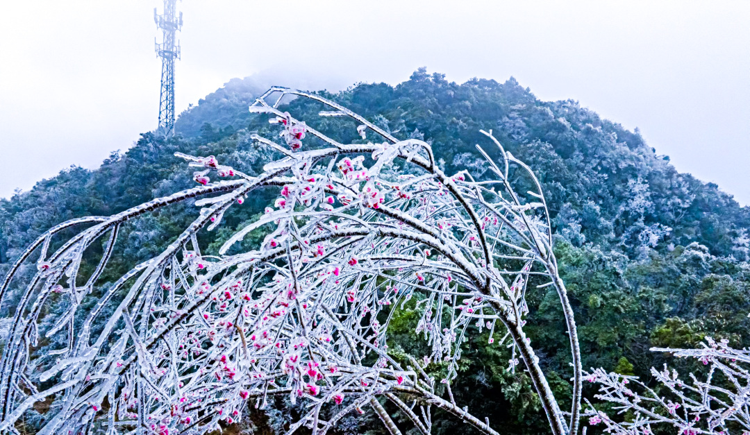 巢金红《从化冰挂》