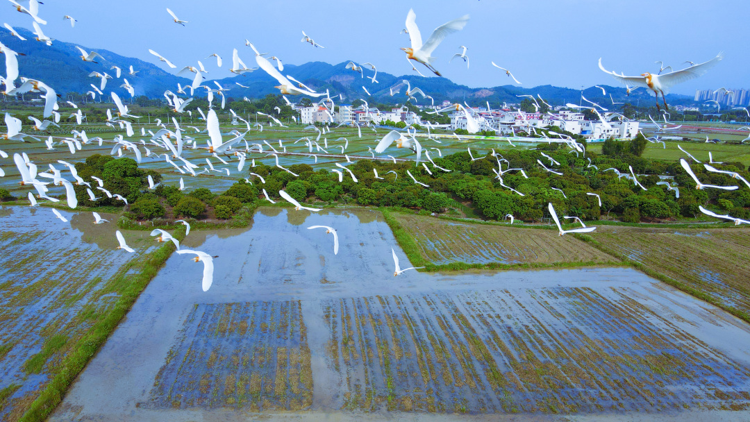 曾伟添 《飞翔》