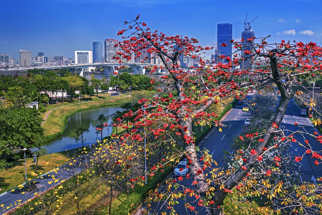 范锐中《木棉花开耀羊城》