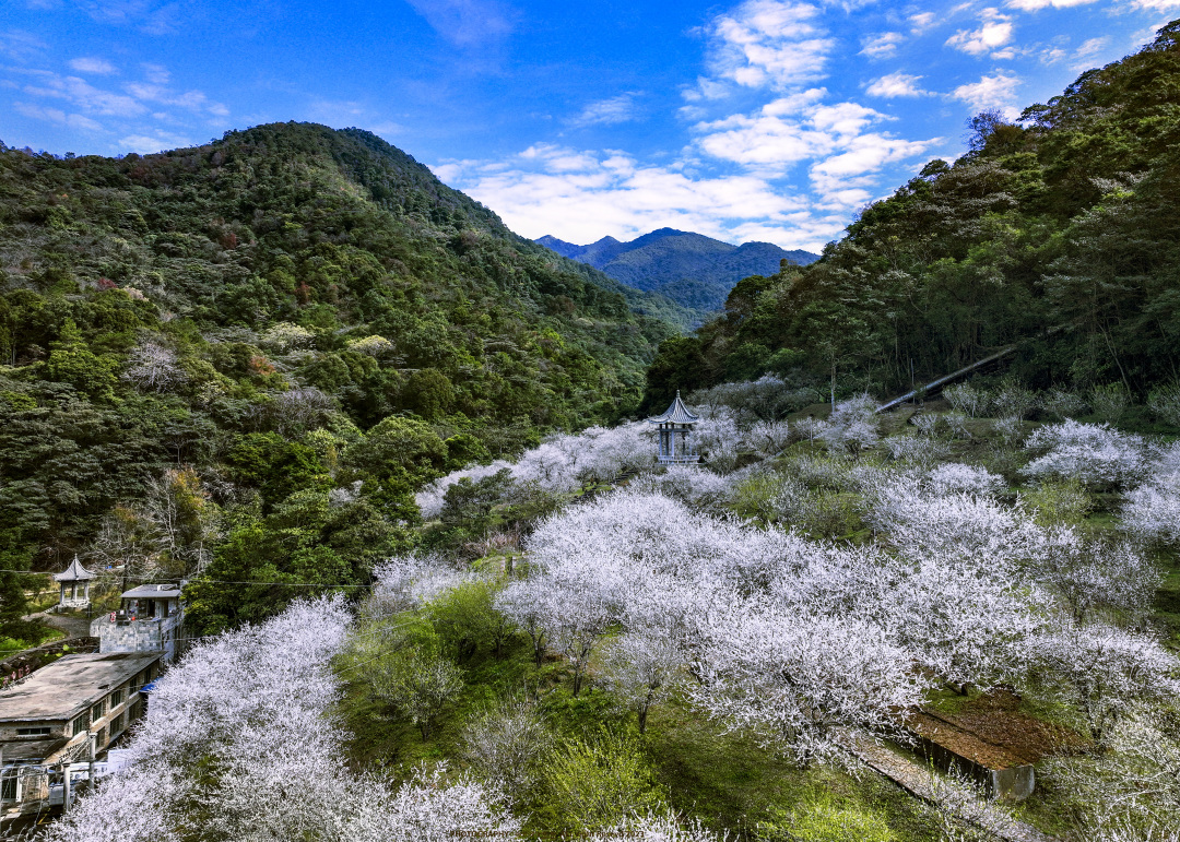 殷熙《石门香雪》