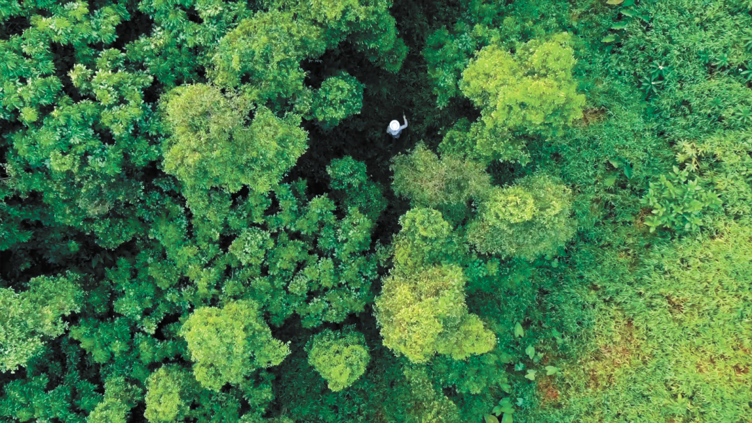 倪明-莞香树-FZ102811732254